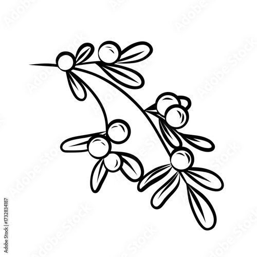 Christmas floristry. Linear illustration mistletoe branch on a white background. Doodle branch with berries.
