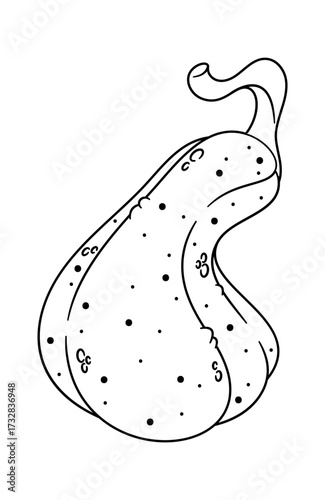 Pumpkin vegetable autumn black-and-white design
