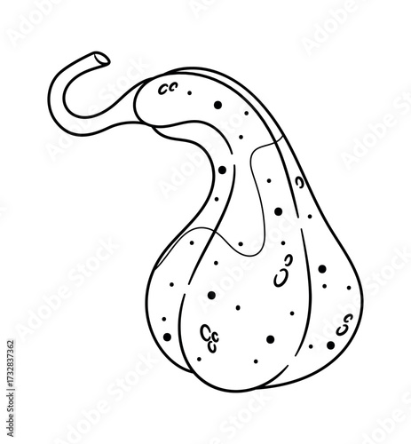 Black-and-white pumpkin seasonal vegetable crop