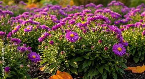 Wallpaper Mural Purple Flowers in a Garden. Torontodigital.ca