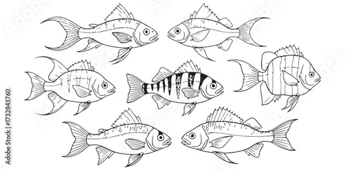 Fish Art Line Drawing Set Black and White Ocean Creatures Illustration Aquatic Life Clipart Coloring Page for Kids Sea