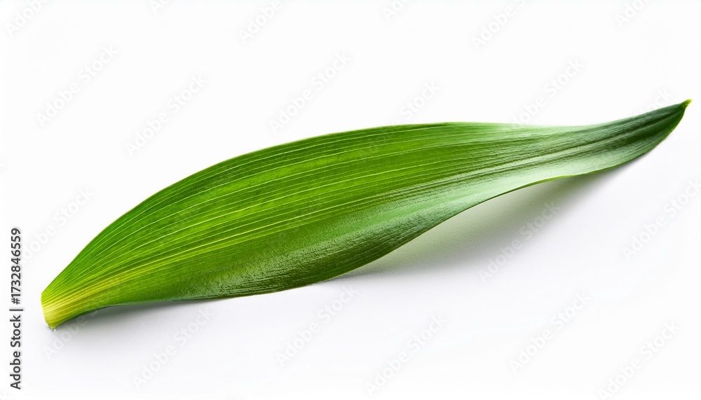 Obraz premium Spring Daffodil Leaf Isolated On White Background