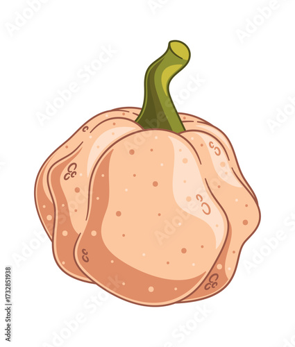 Fall season pumpkin ripe vegetable