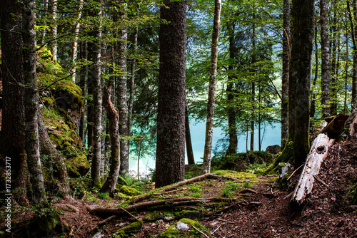 bosco con lago di fusine sullo sfondo, tarvisio