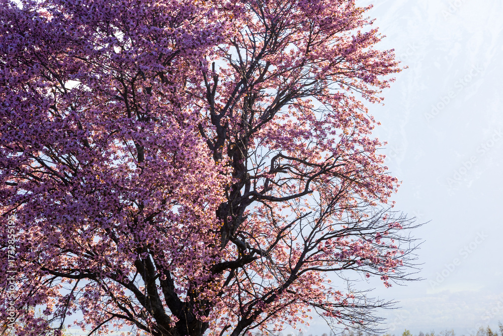 custom made wallpaper toronto digitalA single cherry blossom that stands out in the sunset
