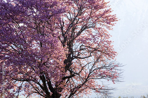 Wallpaper Mural A single cherry blossom that stands out in the sunset Torontodigital.ca