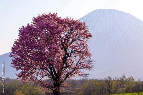 Wallpaper Mural One cherry blossom and Mt. Yotei Torontodigital.ca