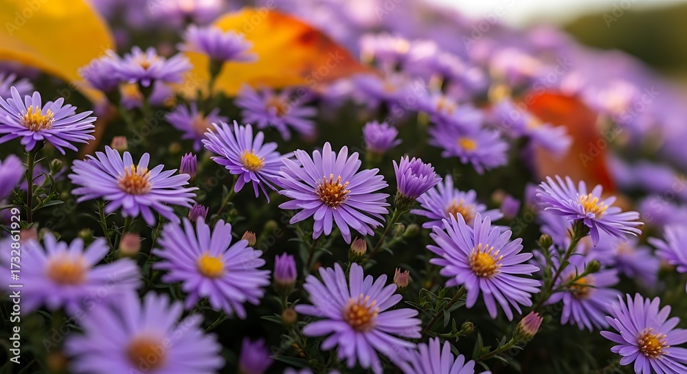 Obraz premium Beautiful Purple Flowers in Bloom.