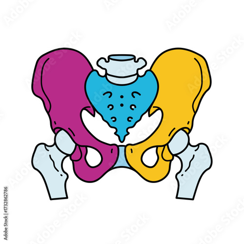 Pelvic bone illustration in vivid colors showcasing human pelvis, demonstrating its anatomical hip, spine, and sacrum. Pelvic bone formation offers educational information,