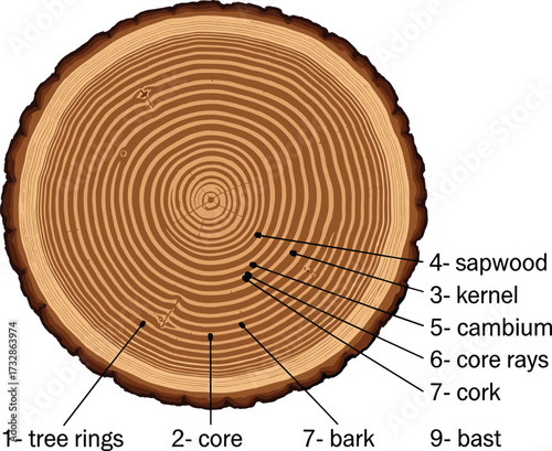 Tree trunk cross-section, labeled anatomy diagram, botanical illustration, wood structure vector, educational plant graphic, forestry science chart
