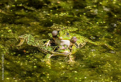 accoppiamento di rane nello stagno