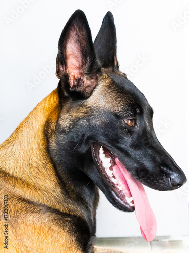 Malinois, Belgian Shepherd pet portrait.