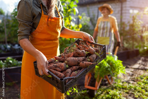 Quadro su tela Carrot harvest