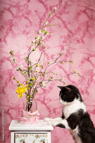 gatto curioso annusa vado di fiori
