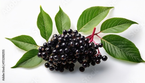 Black Elderberry Fresh Fruit On Branch With Green Leaves Isolated On A White Background Sambucus Healing Berries Healthy Food