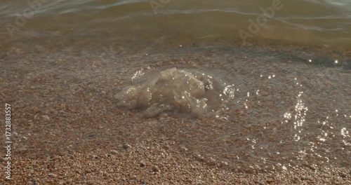 Sea waves wash a dead, transparent jellyfish onto a sandy shore, highlighting the life cycle and the impact of climate change on marine ecosystems. A dead jellyfish on the seashore.