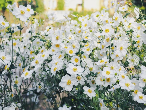 Lovely Japanese anemone flowers in autumn 
