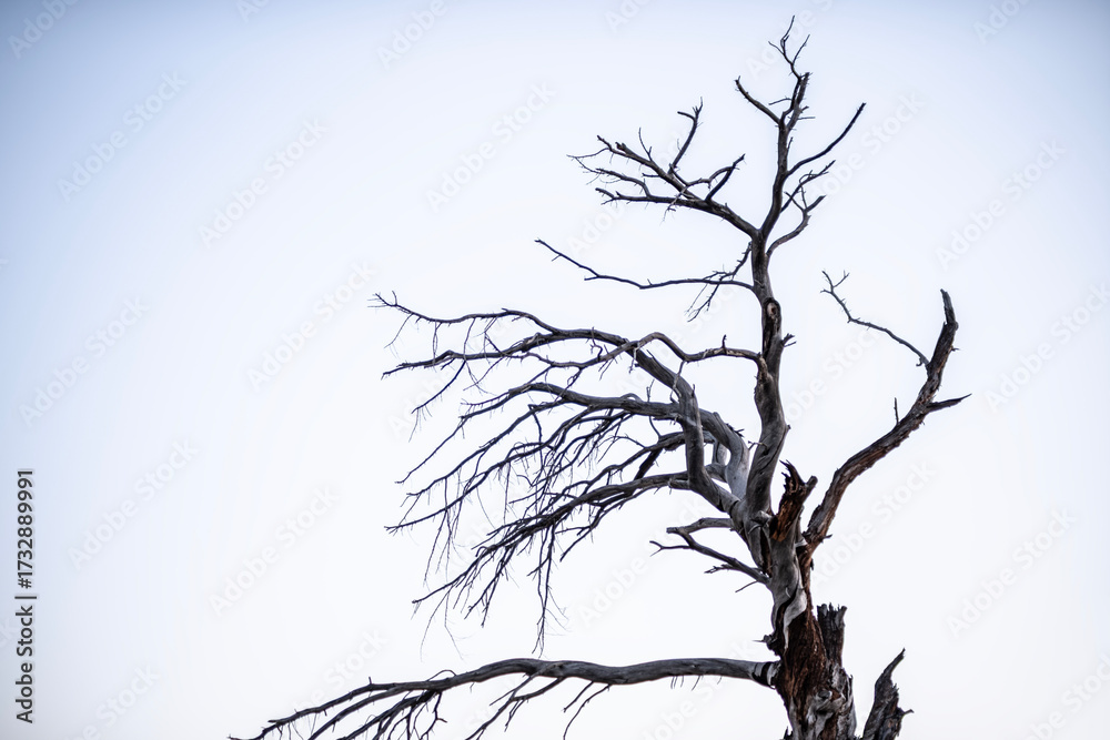 Fototapeta premium Dead ancient tree under twilight blue sky. Old dry tree silhouette against twilight sky. Withered tree in blue dusk light.