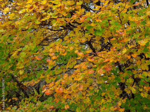 紅葉