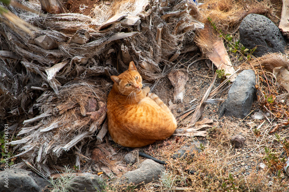 Obraz premium An inquisitive orange tabby cat resting on a bed of dried palm fibers and organic debris outdoors.