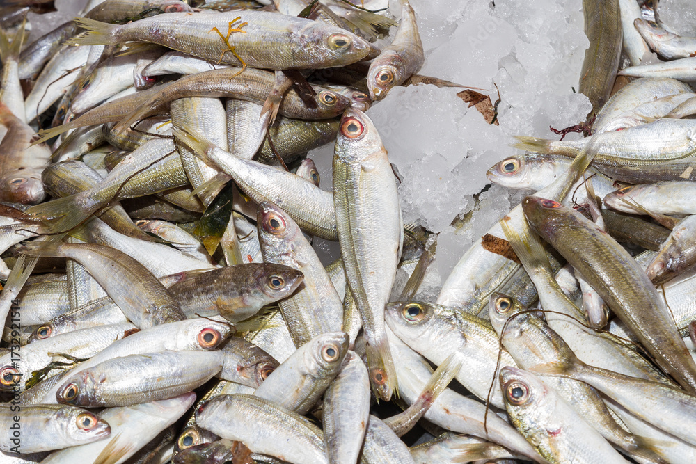 Obraz premium Fresh from the ocean bogue fish catch on ice, for sale at a local fish market stand on Crete.
