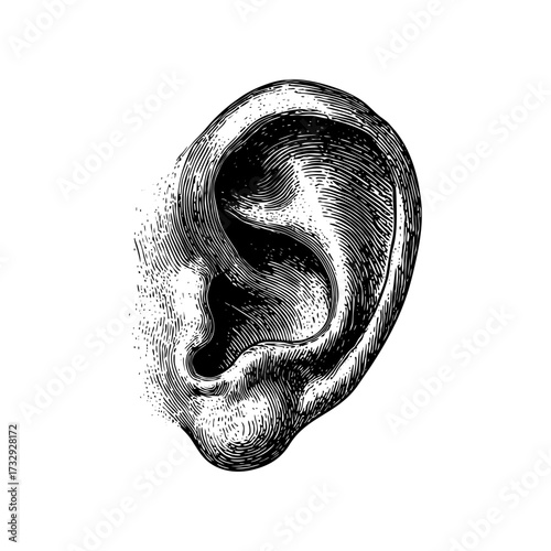 Engraving style illustration of human ear in black and white on transparent background – Medical vector for anatomy studies, healthcare education, and audiology materials