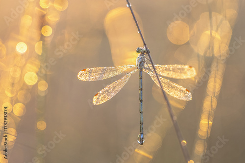 Photos Emerald Damselfly coverder in Dew Drops with Flare