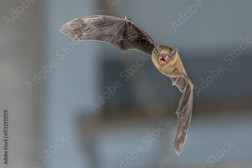 Flying Pipistrelle bat on blue background