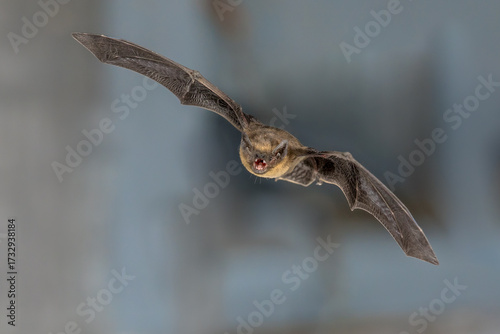 Flying pipistrelle bat trigger flash