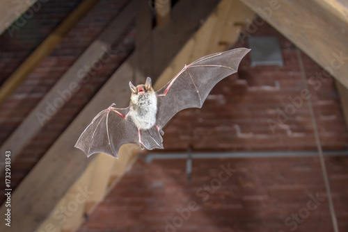 Natters bat flying inside building