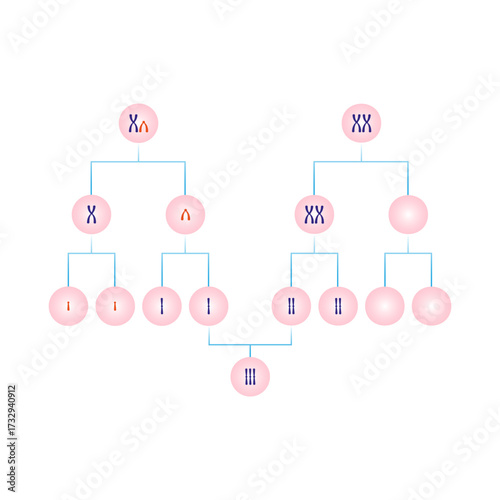 Meiotic Nondisjunction in Trisomy Triple X Science Design. Vector Illustration.