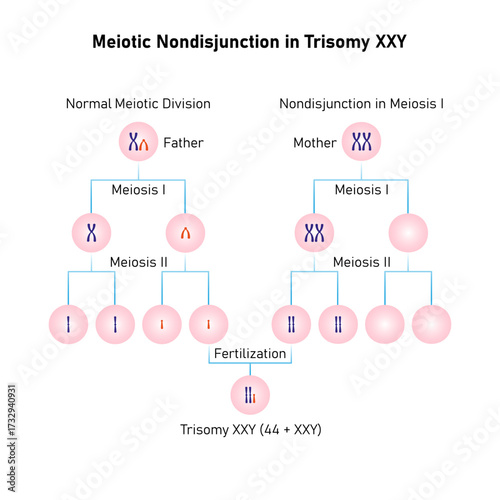 Meiotic Nondisjunction in Trisomy XXY Science Design. Vector Illustration.