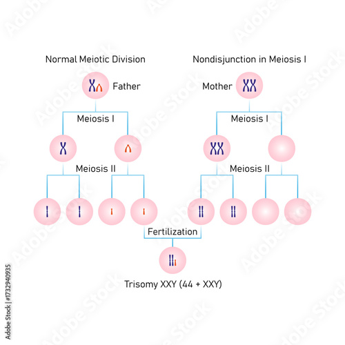 Meiotic Nondisjunction in Trisomy XXY Science Design. Vector Illustration.