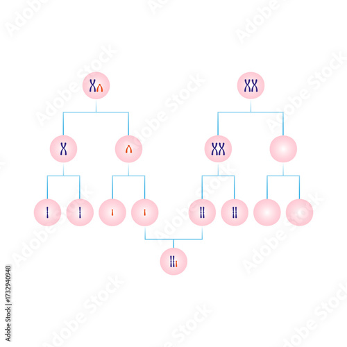 Meiotic Nondisjunction in Trisomy XXY Science Design. Vector Illustration.