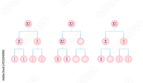 Nondisjunction in Meiosis Science Design. Vector Illustration.