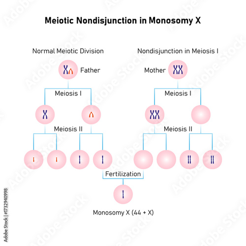 Meiotic Nondisjunction in Monosomy X Science Design. Vector Illustration.