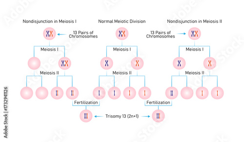 Meiotic Nondisjunction in Trisomy 13 Science Design. Vector Illustration.