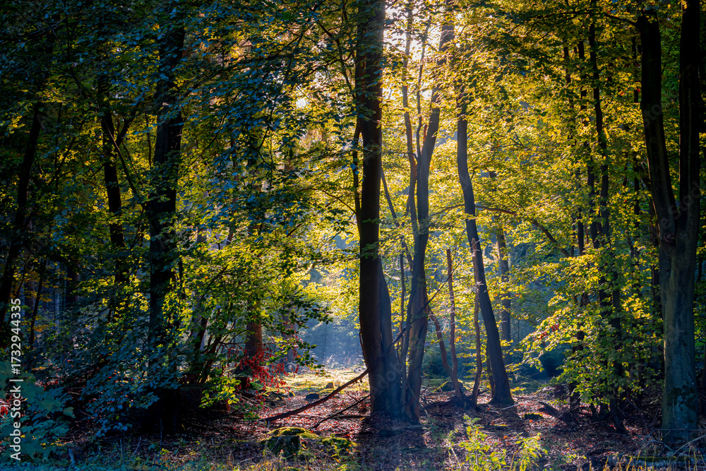 Obraz premium Season change concept, The leaves on tree about to chang from green to yellow, orange with warm sunlight, Beautiful Autumn forest in countryside, Drenthe Dutch province, Netherlands, Nature background