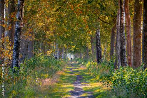 Hiking concept, Gravel trail or path in the wood, Countryside forest during season change with green, yellow and orange leaves, Drenthe Dutch province, Netherlands, Autumn landscape, Nature background