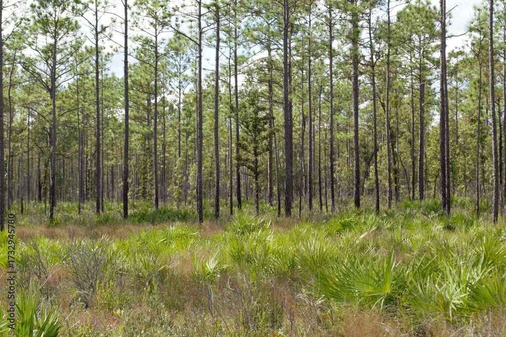 Fototapeta premium Trees in the Forest, Florida Flatwoods Collection (4)