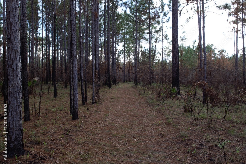 Obraz premium Path in the Woods