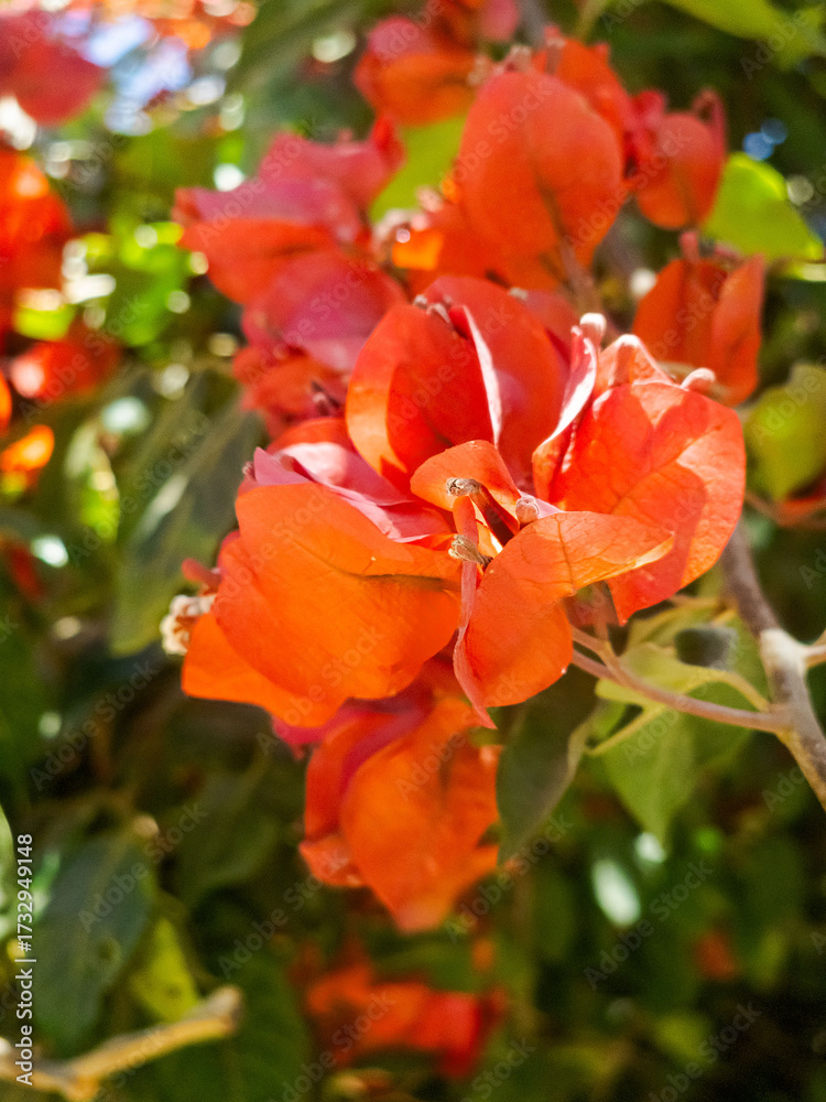 Obraz premium Bougainvillea plant (also known as Bugambilia, veranera, or trinitaria), species Bougainvillea spectabilis or Bougainvillea glabra, belonging to the Nyctaginaceae family, surrounded by various plants.