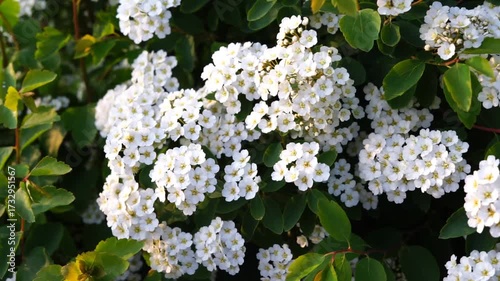 A flowering bush of Spiraea vanhouttei in a spring garden