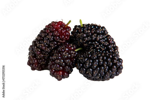 Amoras frescas isoladas