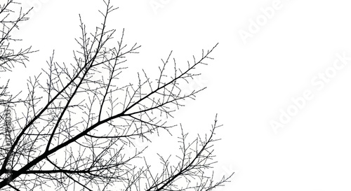 Silhouette branches against a white background evoking a sense of winter minimalism and stark
