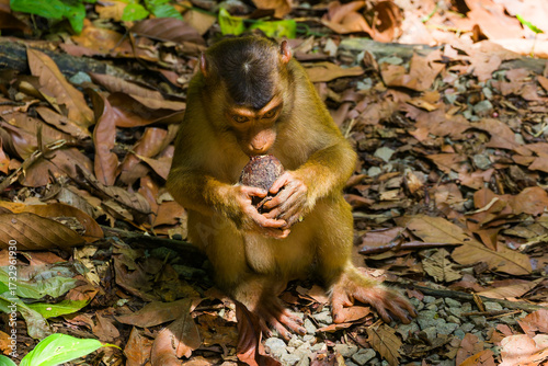 Photography Wild monkey foraging for food amongst fallen leaves in a tropical rainforest in