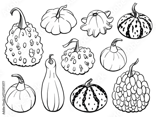 Fall pumpkin and squash set in doodle, hand drawn vector line illustration for Thanksgiving cards, autumn pattern, and seasonal designs