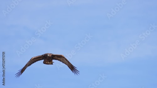 Golden Eagle flying against the blue sky over Wyoming on a sunny day.