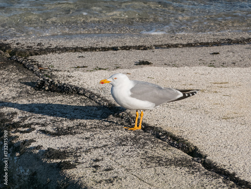 Seagull yellow-legged gull perched on boat ramp by the sea Larus michahellis