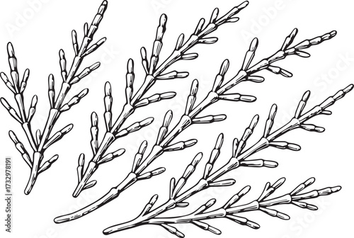 Black and white linocut etching of samphire sprigs detailed illustration for gourmet packaging, seafood restaurant branding and culinary labels